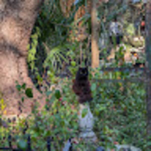 Meet your Posher, Chummy